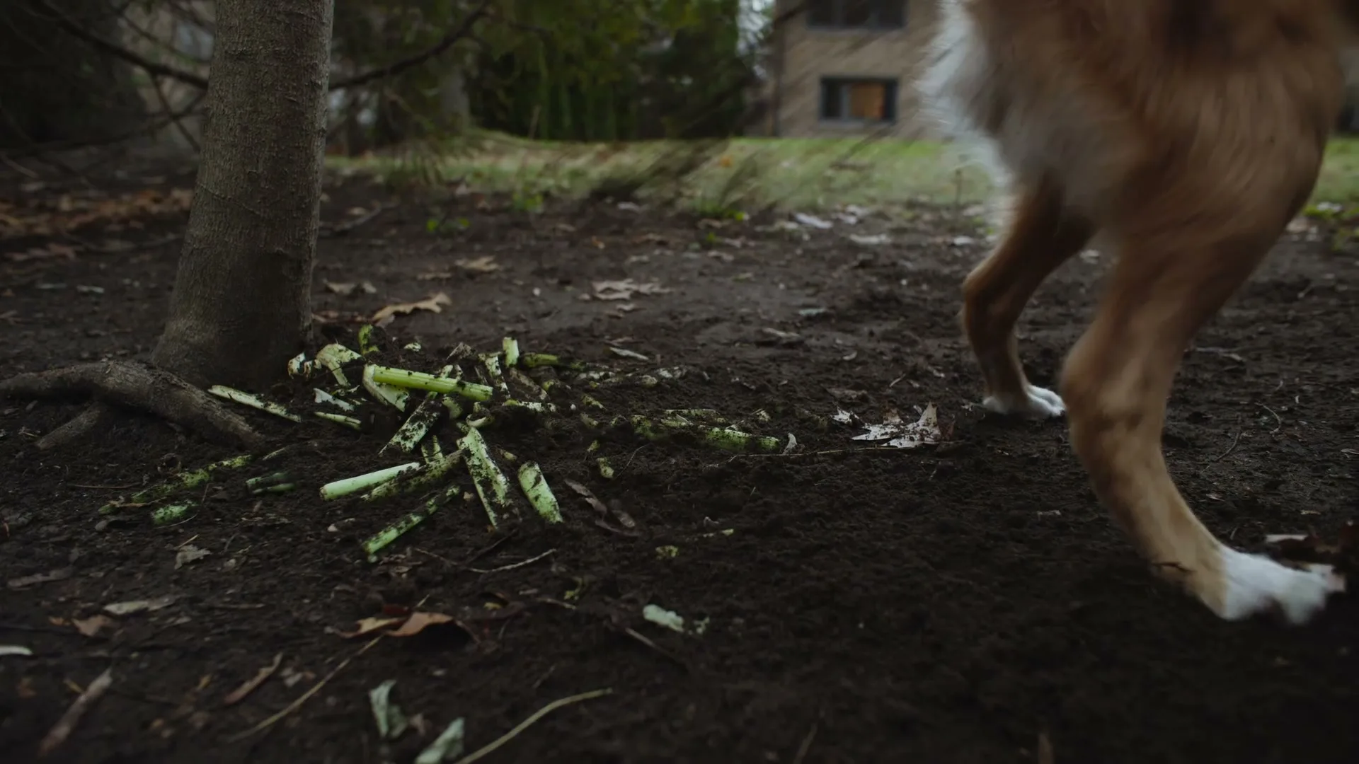 A dog's paw is seen digging in the dirt next to a pile of discarded celery pieces near a tree in a backyard.