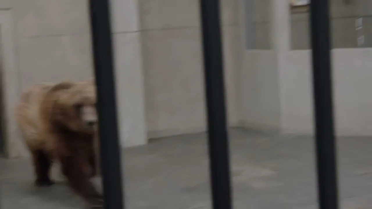Chevrolet “Cages” (2016), frame 6