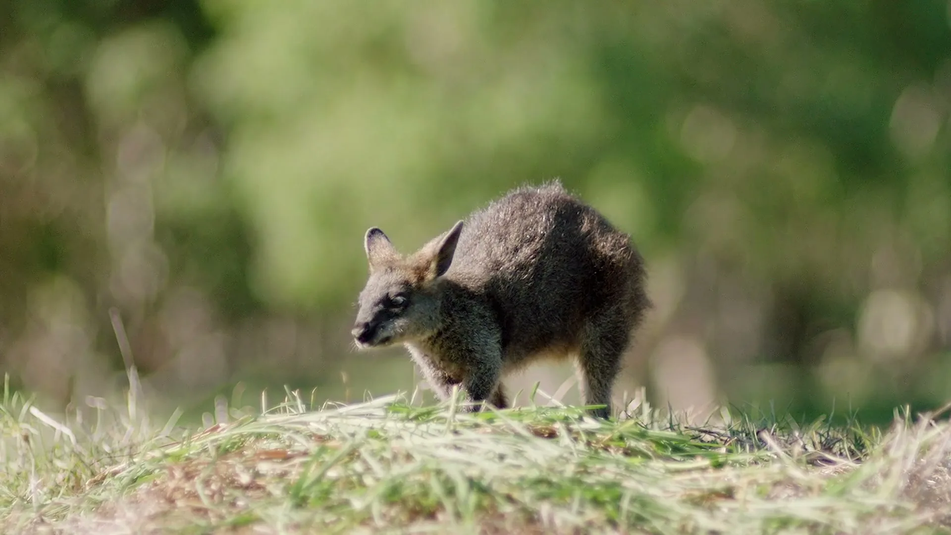 A small, furry wallaby-like animal stands on a grassy mound, looking around with a blurred green background in a natural setting.
