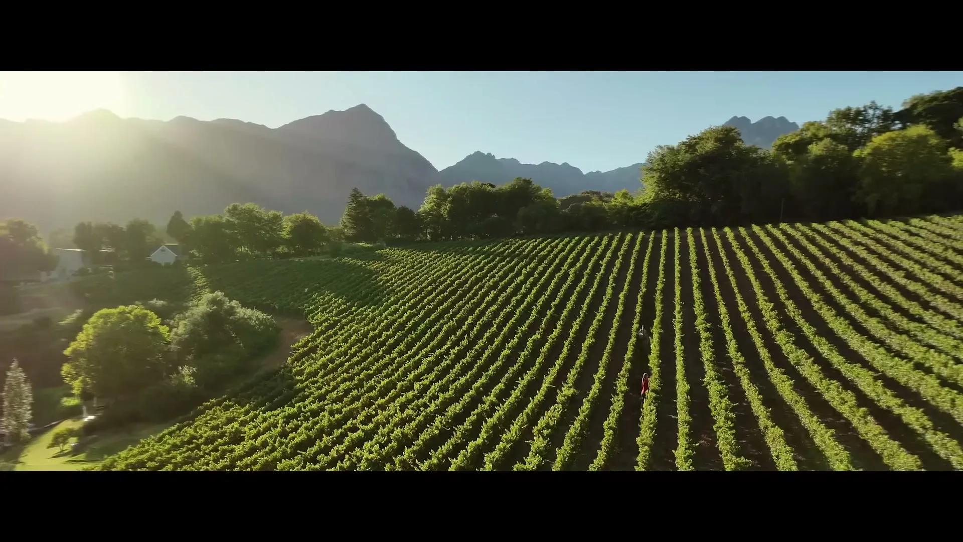A wide aerial shot shows a person in a red dress walking through rows of grapevines in a sunny vineyard, with mountains in the background.