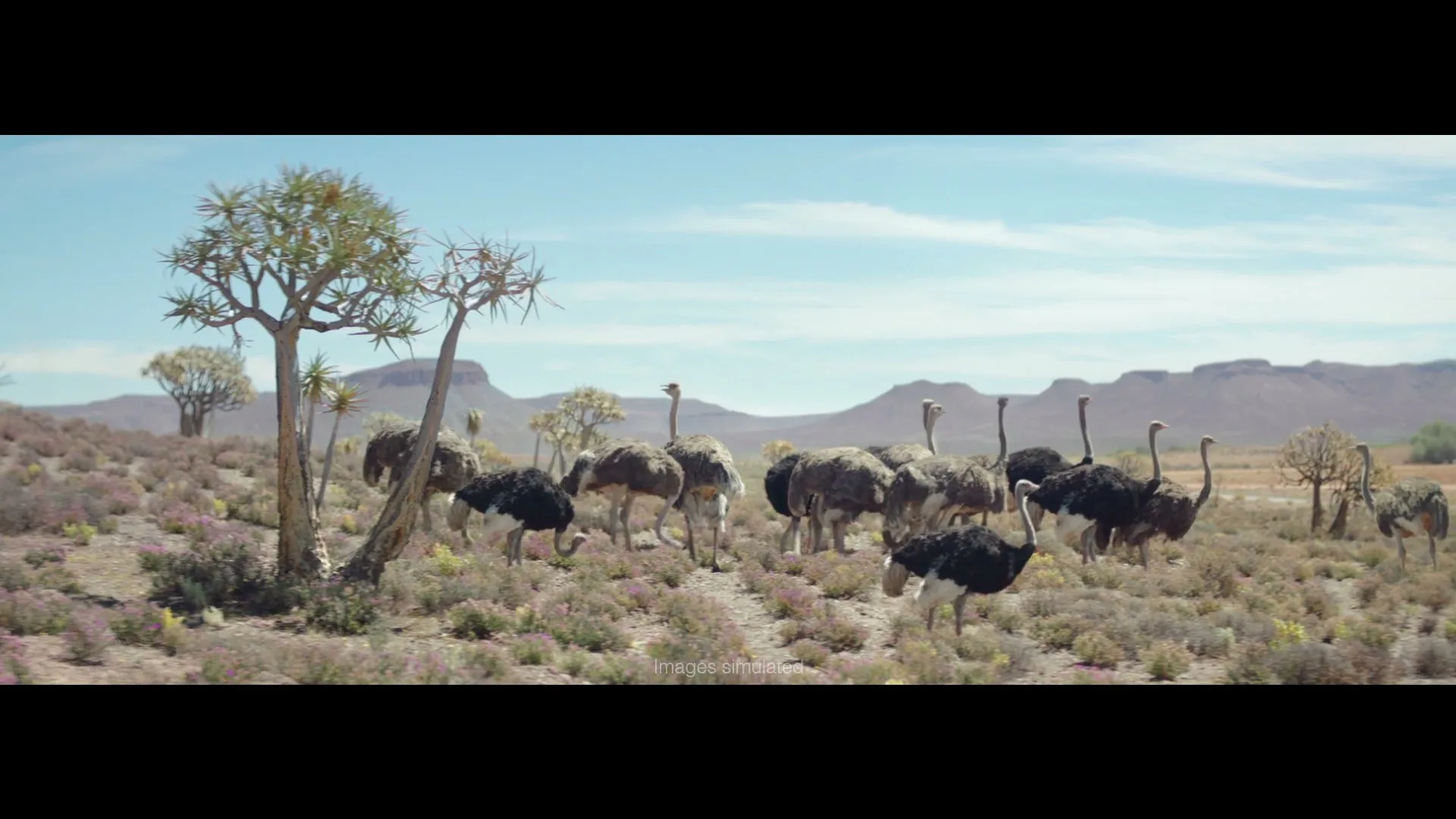 A group of ostriches are seen in a wide shot, walking through a dry, shrub-filled landscape under a clear blue sky.
