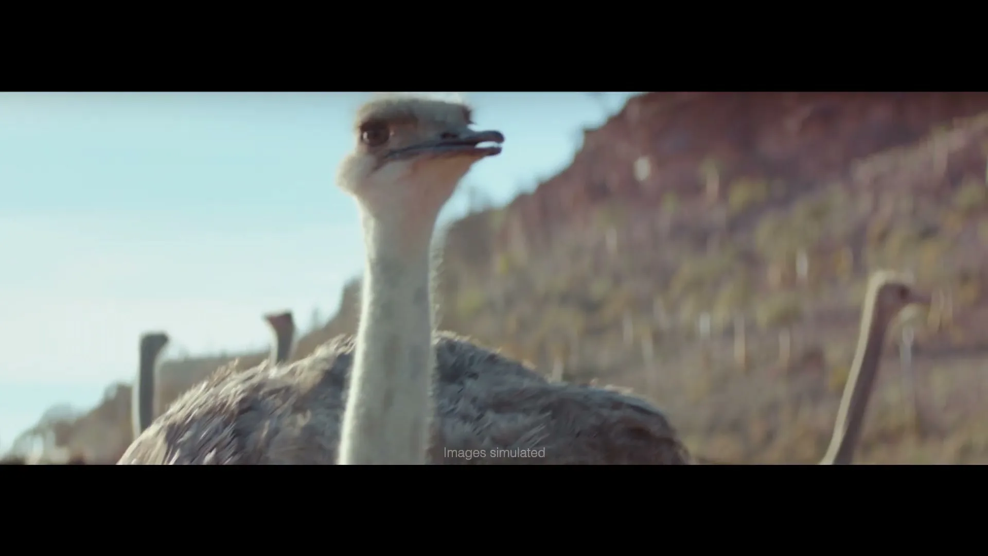 A medium shot of an ostrich looking around, with other ostriches in the background, in a dry, sunny landscape.