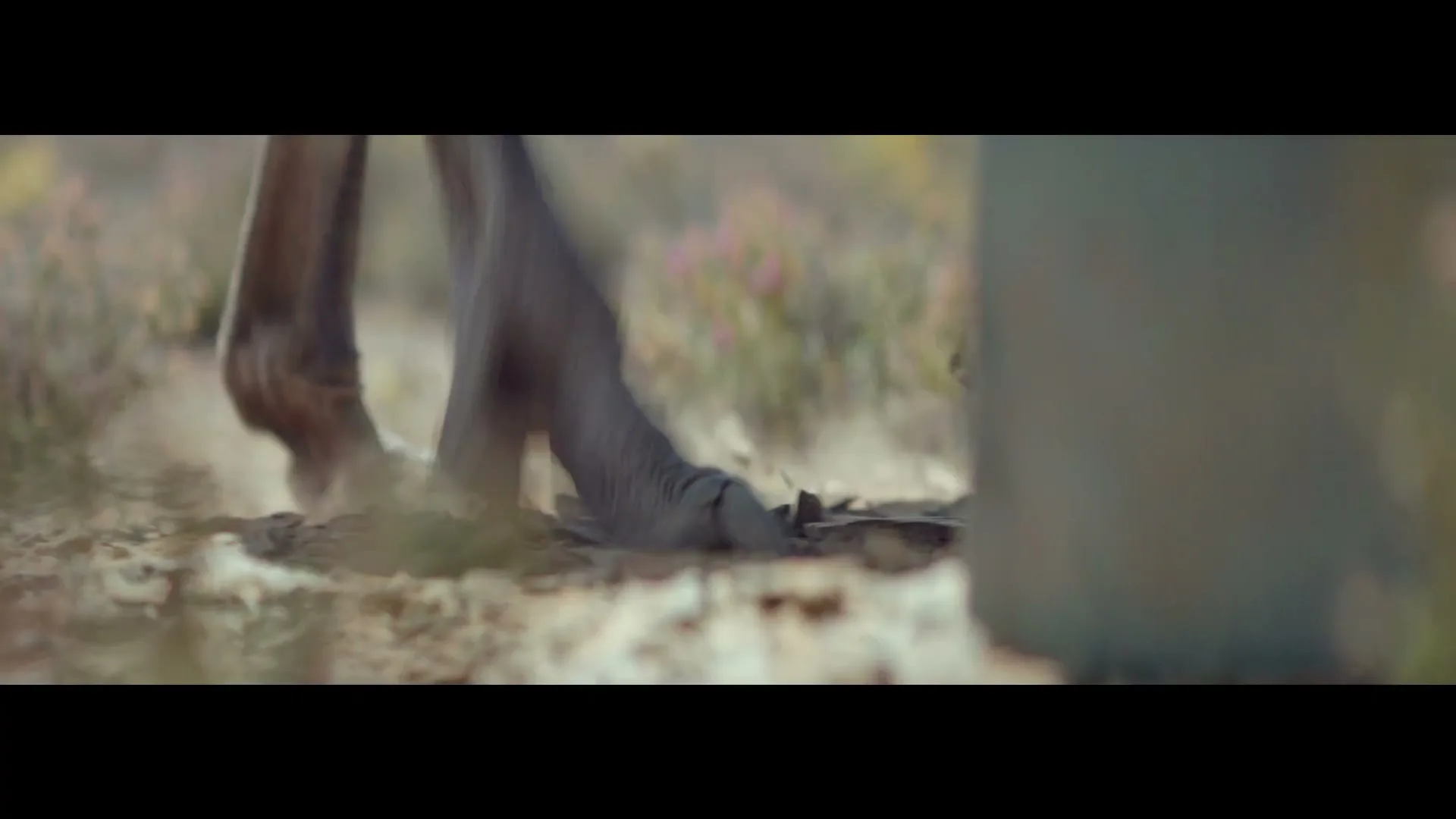 An ostrich's large, scaly foot steps on dry, dusty ground in a close-up shot, kicking up dust in a desert-like environment.