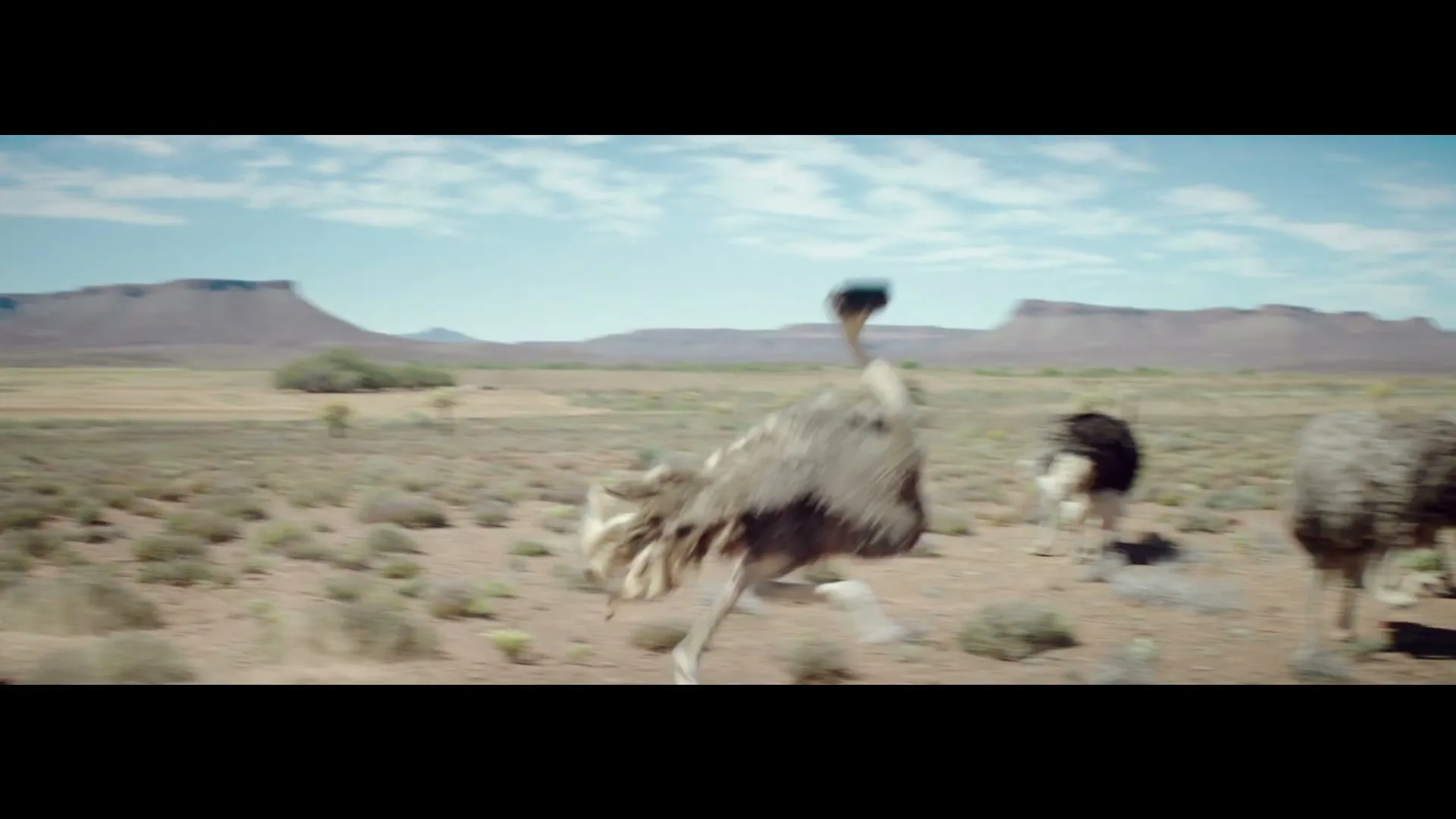 An ostrich with a VR headset runs across a dry, scrubby plain under a blue sky, followed by other ostriches.