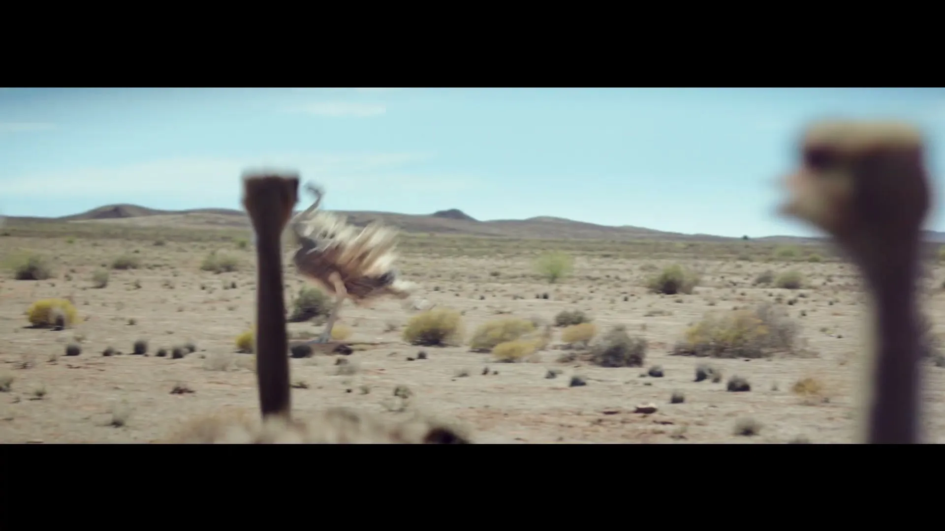 An ostrich runs across a dry, dusty desert landscape, kicking up dust as it moves, with another ostrich's head blurred in the foreground.