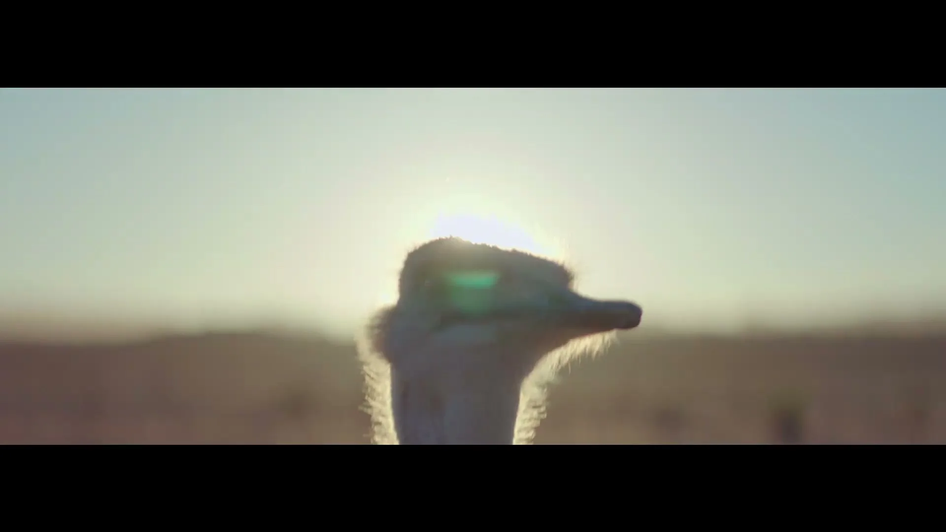 An ostrich's head emerges from the bottom of the frame, silhouetted against a bright sun in a desert landscape.