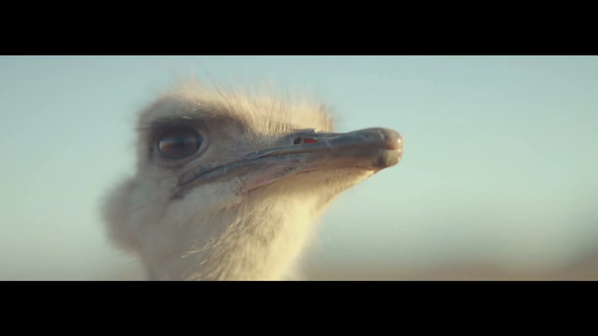 A baby ostrich with fluffy white feathers and large dark eyes looks up and to the right, with a soft blue sky in the background.