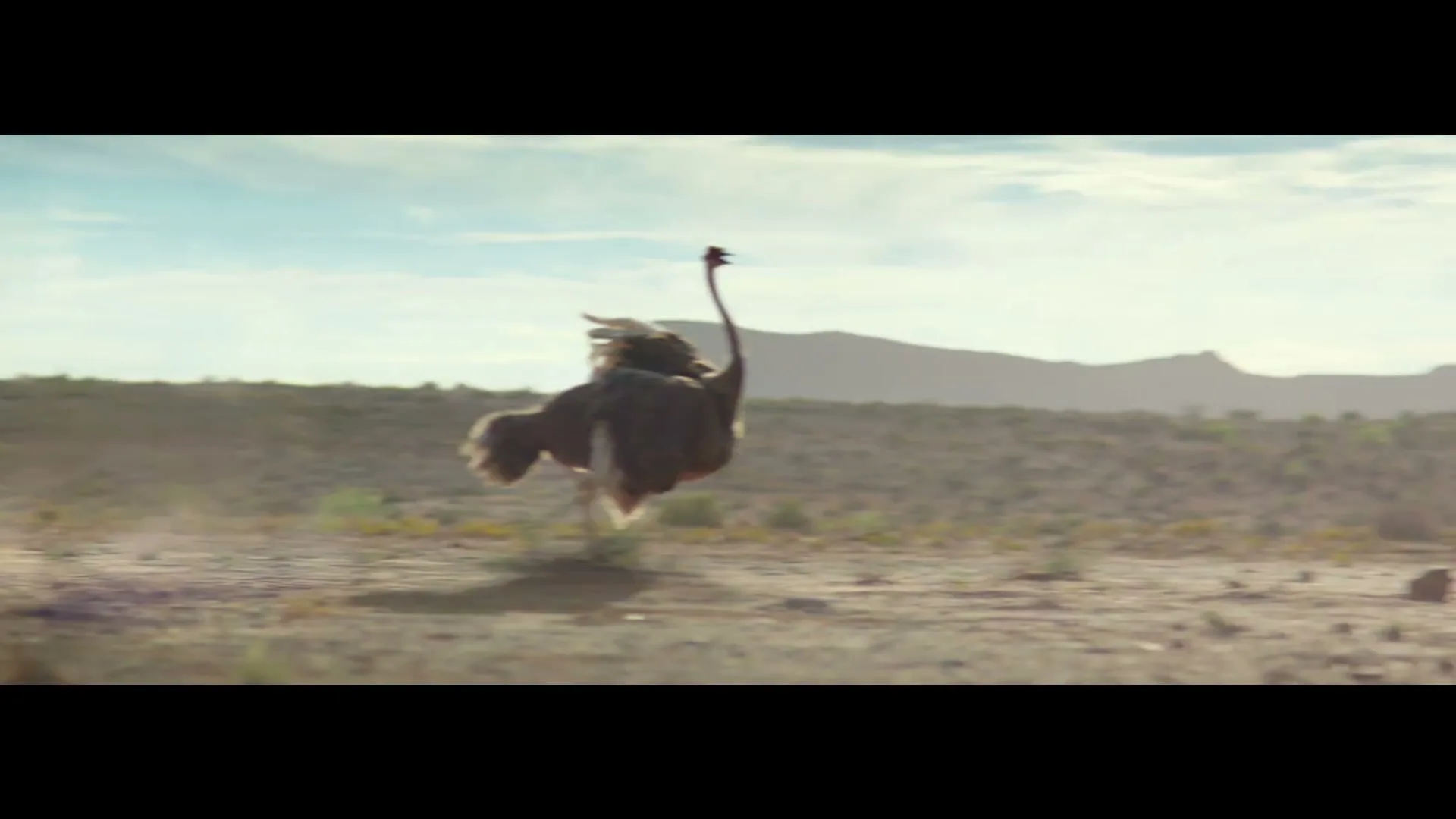 An ostrich runs across a dry, desert landscape under a bright sky, with mountains in the background.