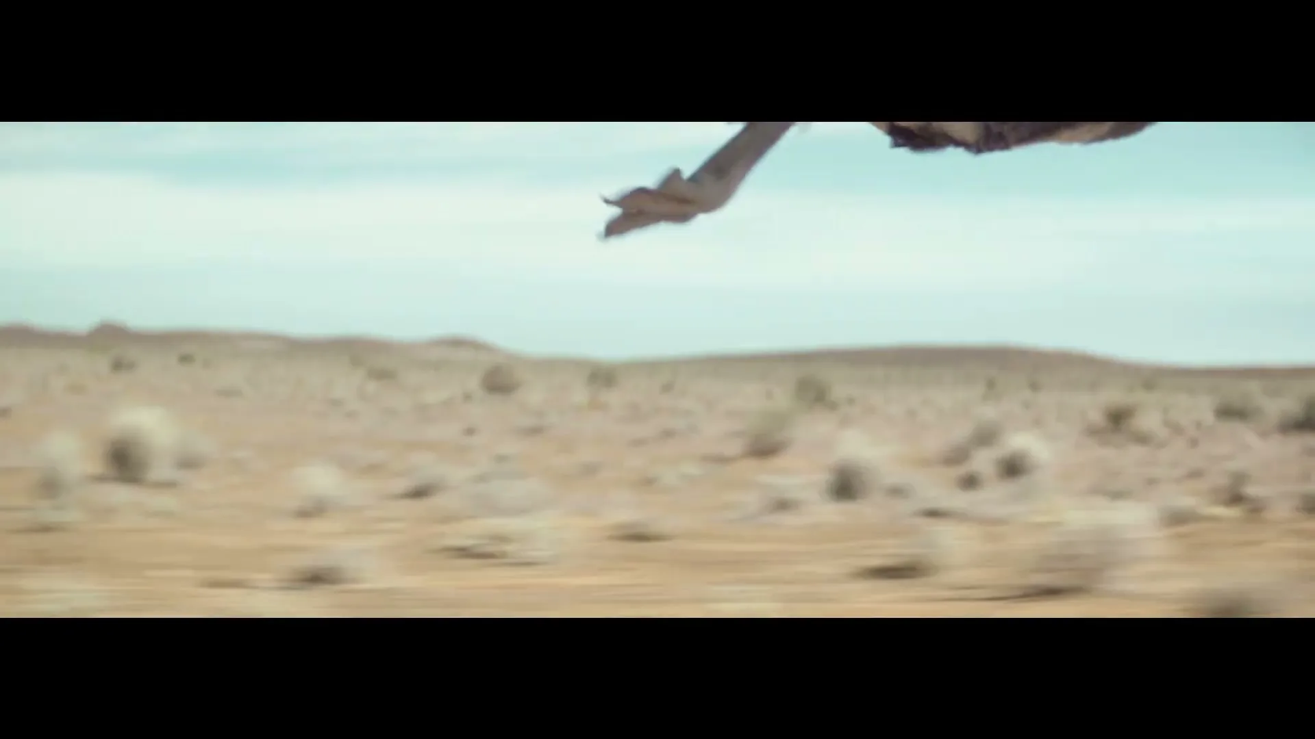 A group of ostriches run across a dry, dusty desert landscape under a bright sky, kicking up dust as they move.