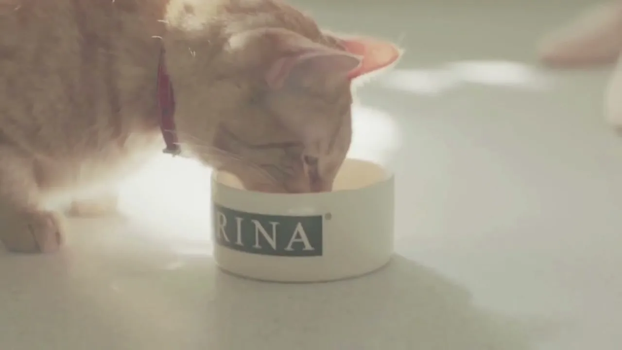 Purina “Live Big” (2018), frame 4