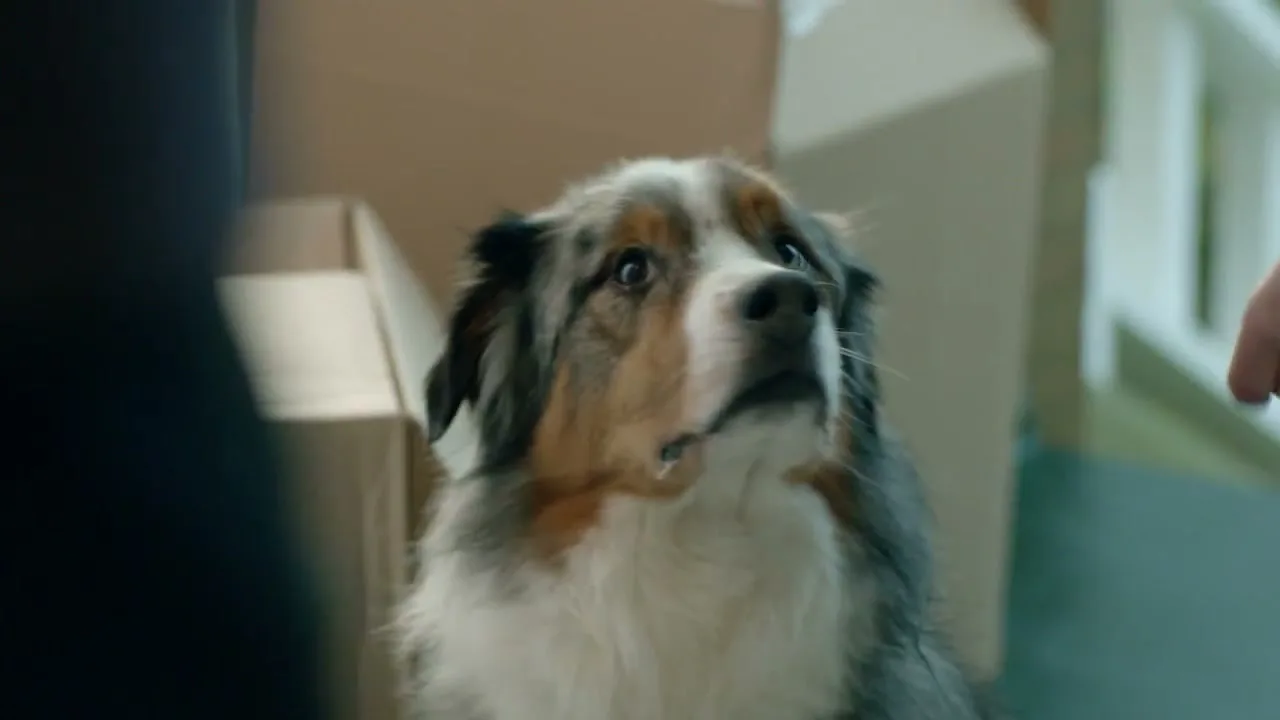 Volkswagen "Duke" (2018) commercial still