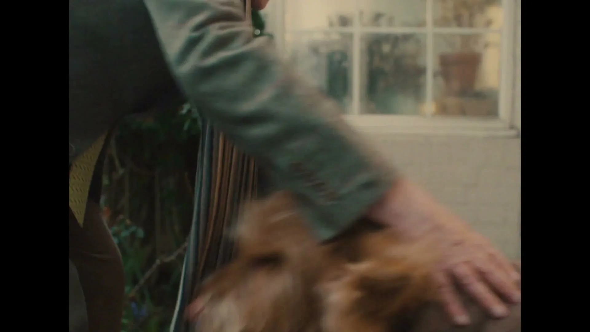 Pedigree “Dog Dates”