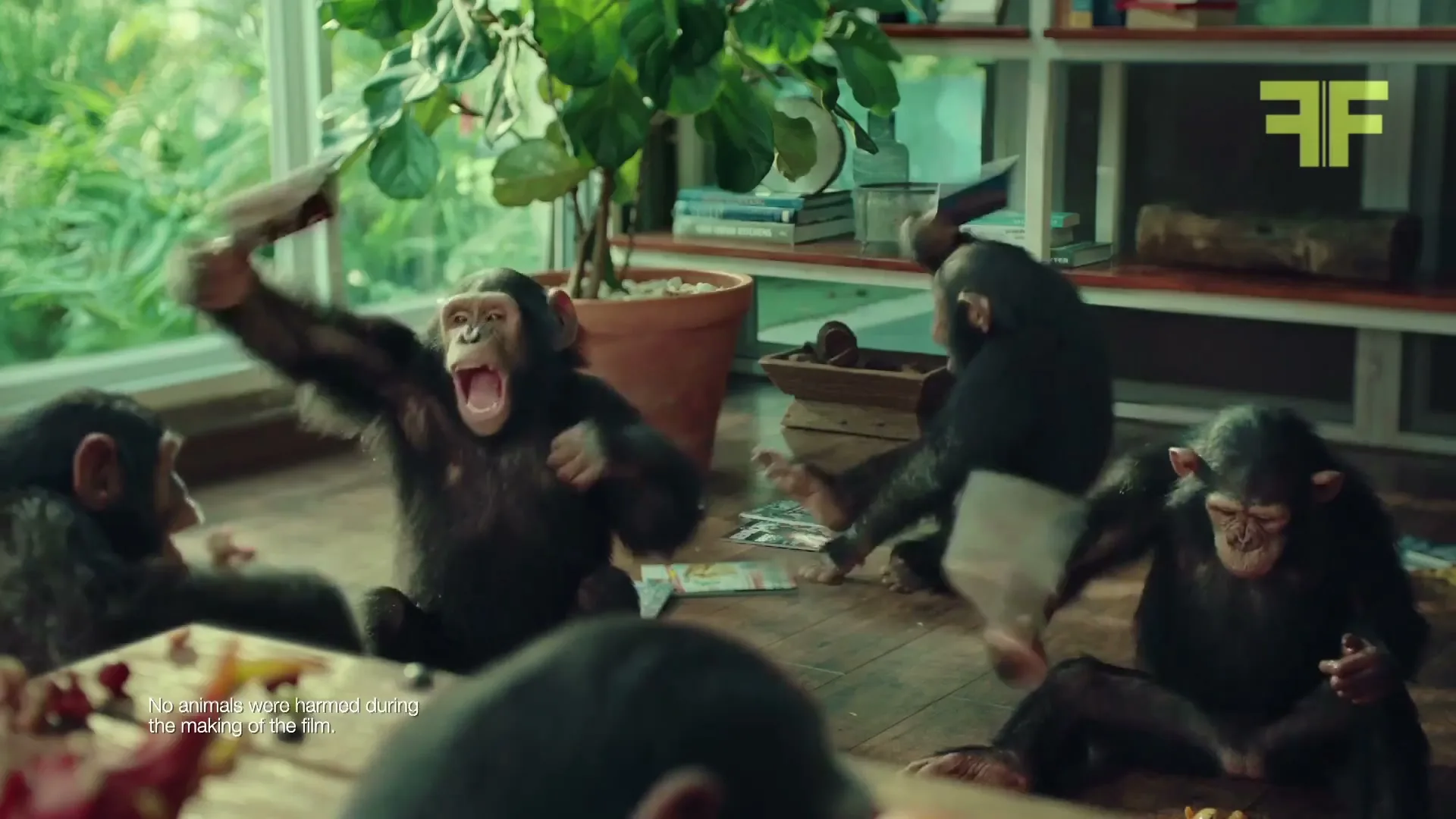Blue Star AC “Chimpanzees” (2018)