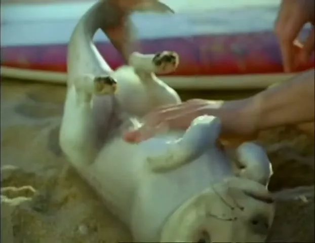 Volkswagen Spacefox “Dog-Fish” (2009), frame 4