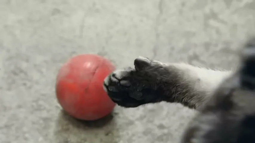 Cravendale “Cats with Thumbs” (2012), frame 4