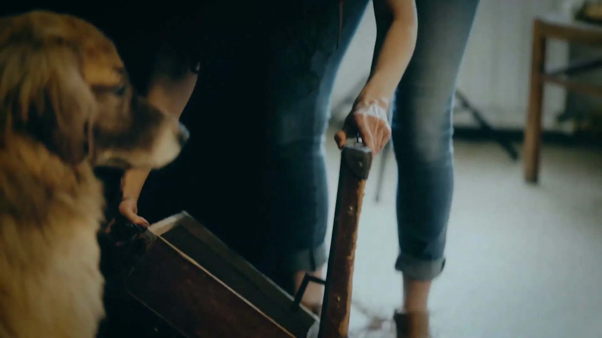 A woman in jeans and a dark top opens an old wooden box on the floor, while a golden retriever dog watches intently beside her in a cozy room.