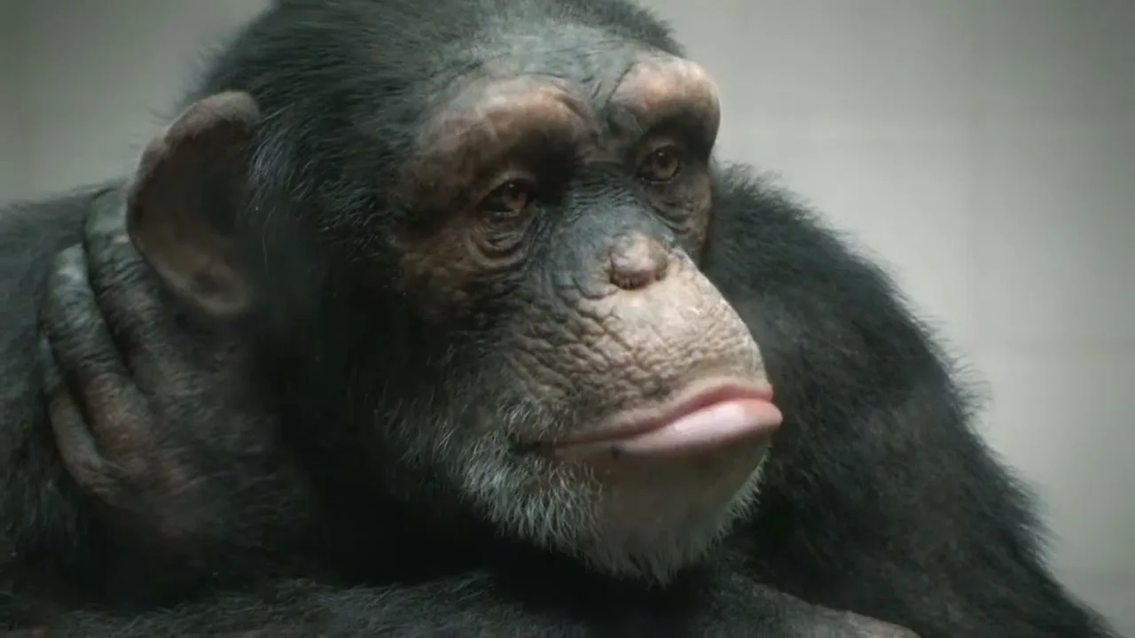 PETA “98% Human” (2013), frame 2
