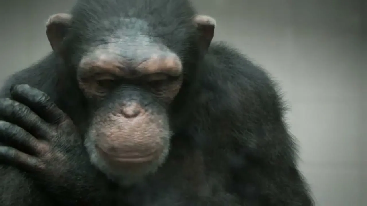PETA “98% Human” (2013), frame 3