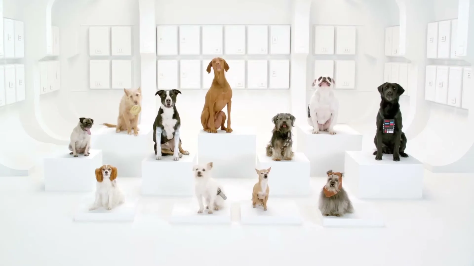 A group of dogs of various breeds and sizes are sitting on white pedestals in a bright, minimalist white room, barking and howling.