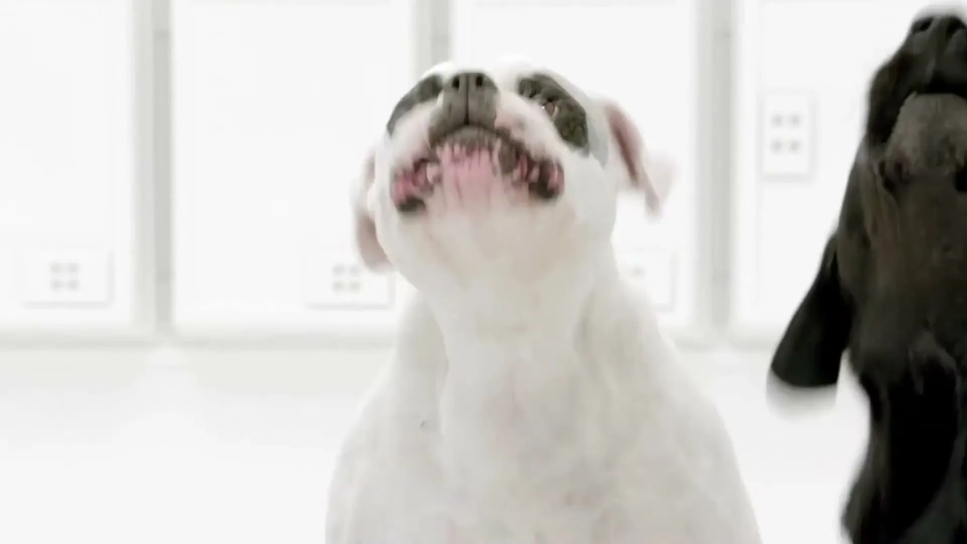 A white bulldog with black patches around its eyes barks, looking up and to the left, with a black dog partially visible on the right.