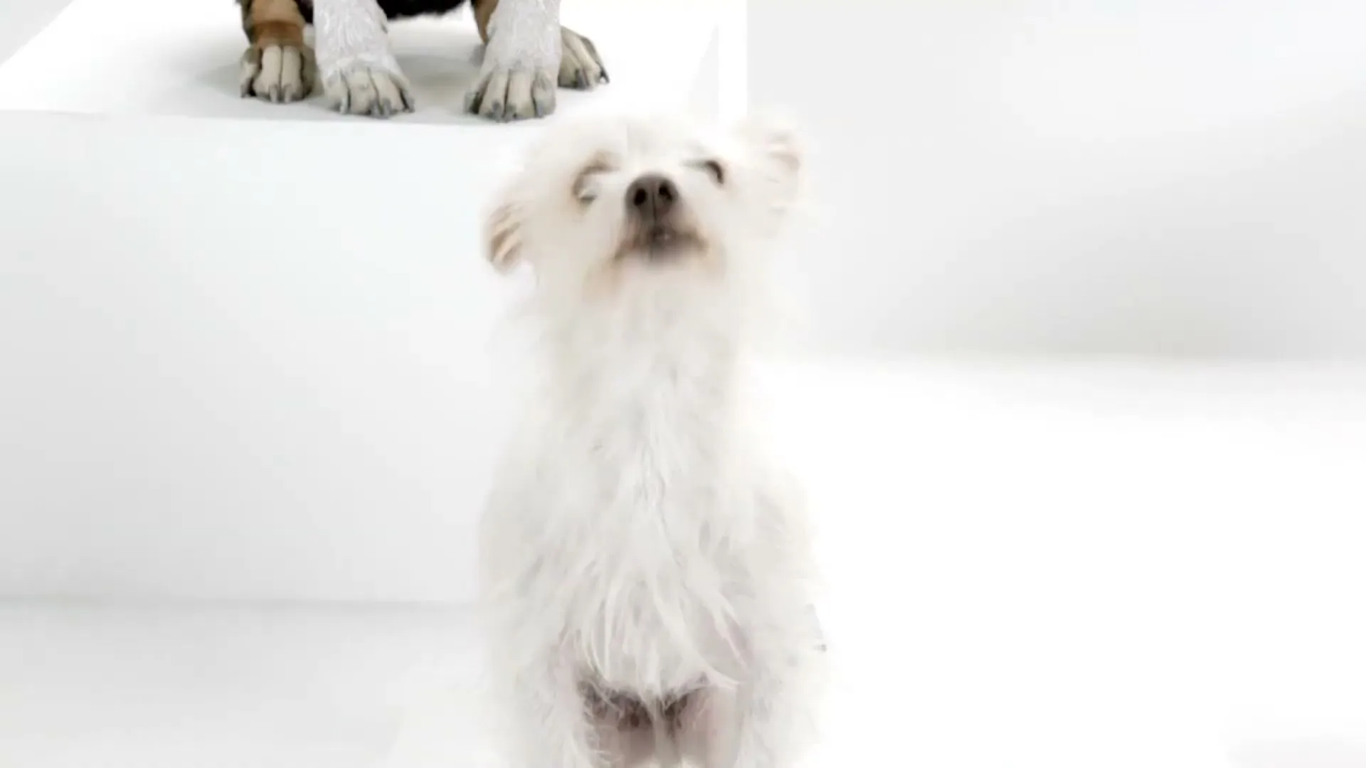 A small white fluffy dog barks upwards, with the paws of a larger dog visible in the background, in a bright white studio.