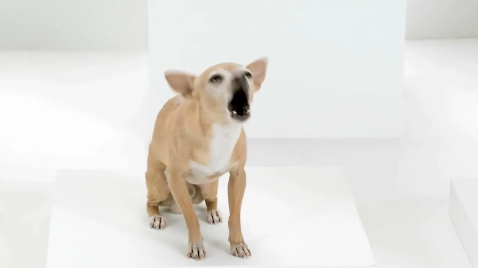 A small tan chihuahua dog with white chest fur barks while sitting on a white platform in a bright studio.