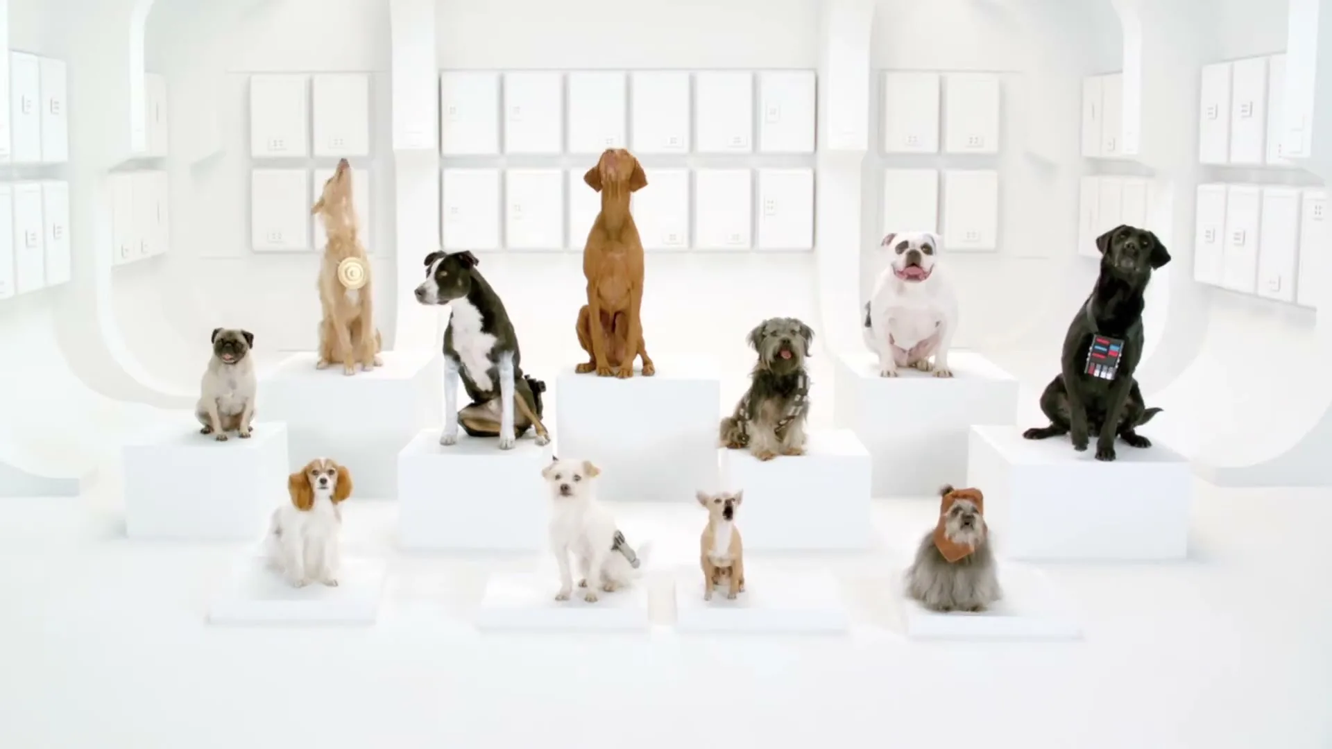 A group of dogs of various breeds and sizes are sitting on white pedestals in a bright, minimalist white room, howling in unison.
