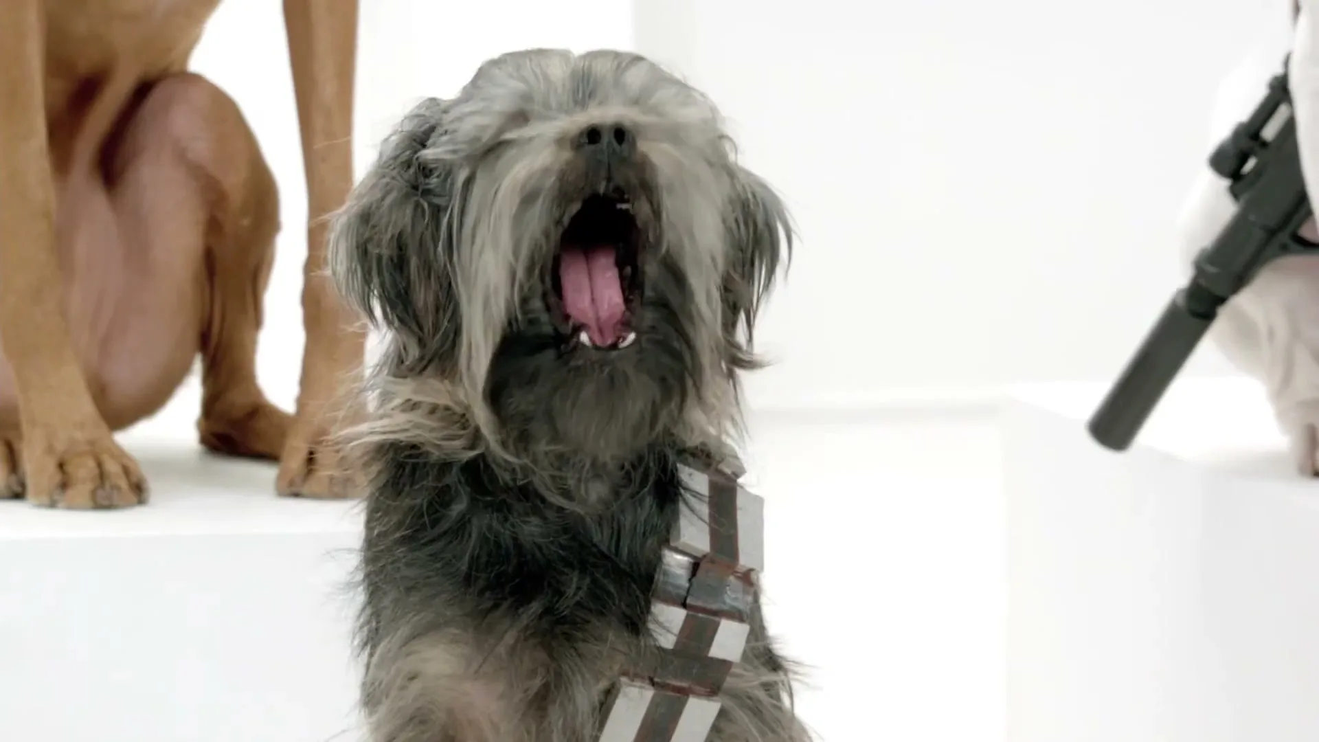 A small, shaggy grey dog, dressed as Chewbacca, barks loudly in a white studio with other dogs.