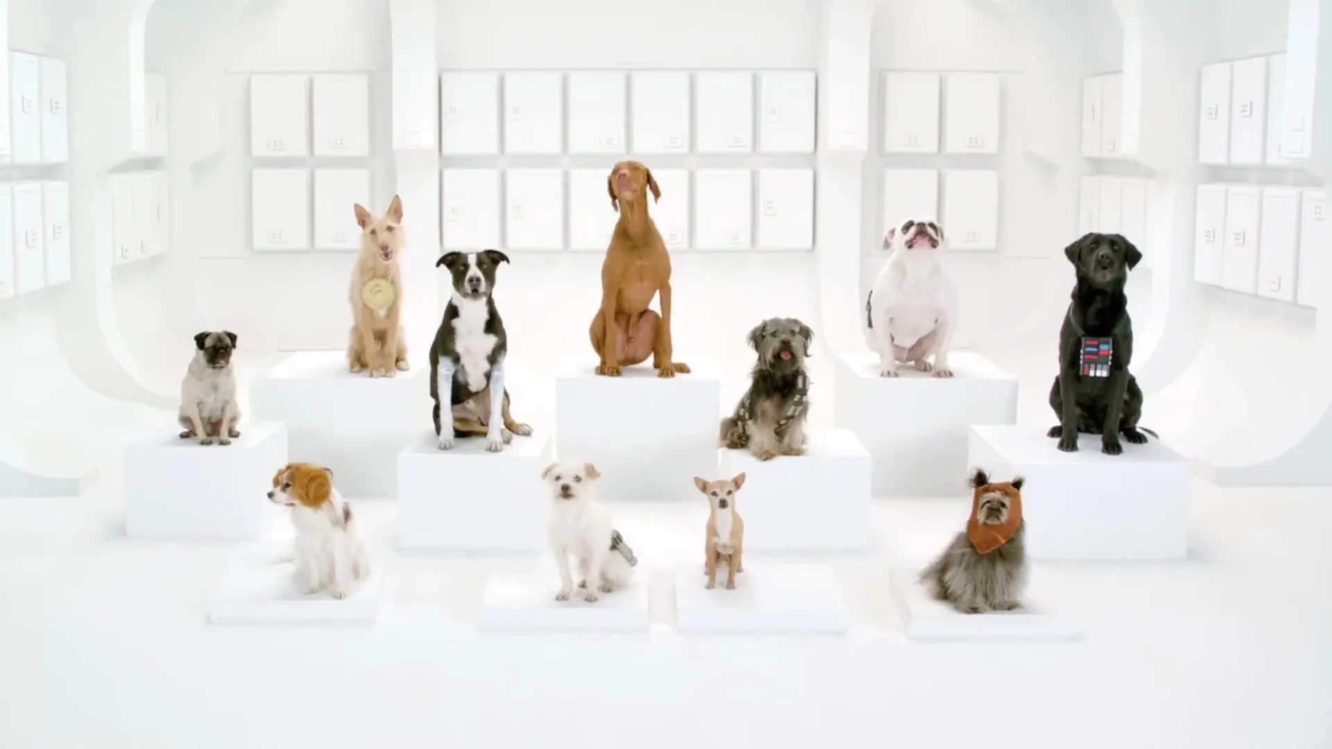 A group of dogs of various breeds and sizes, some in Star Wars costumes, sit on white pedestals in a bright white studio, barking in unison.