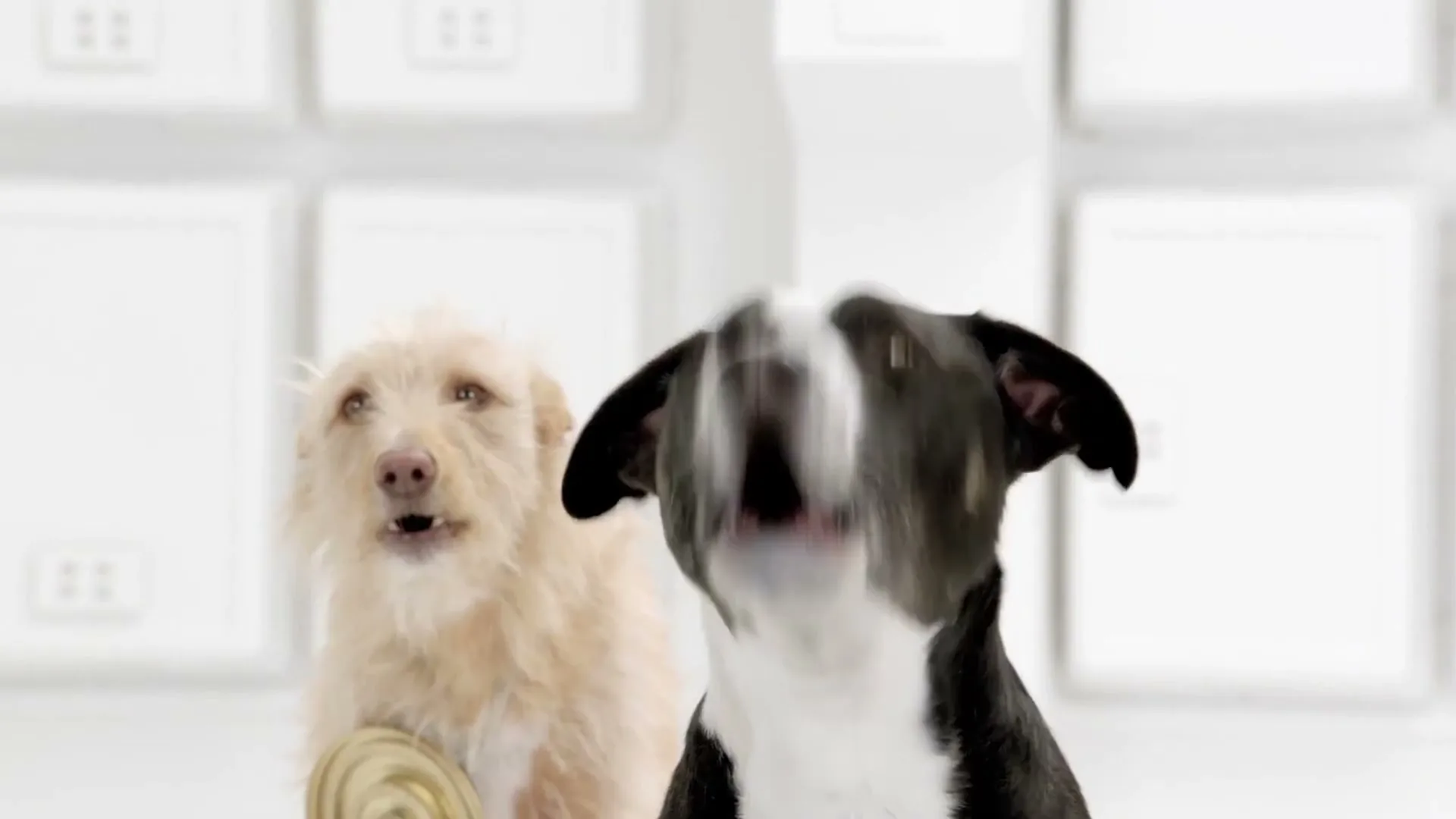 Two dogs, one black and white and one light brown, look up in a white room, with the black and white dog barking.