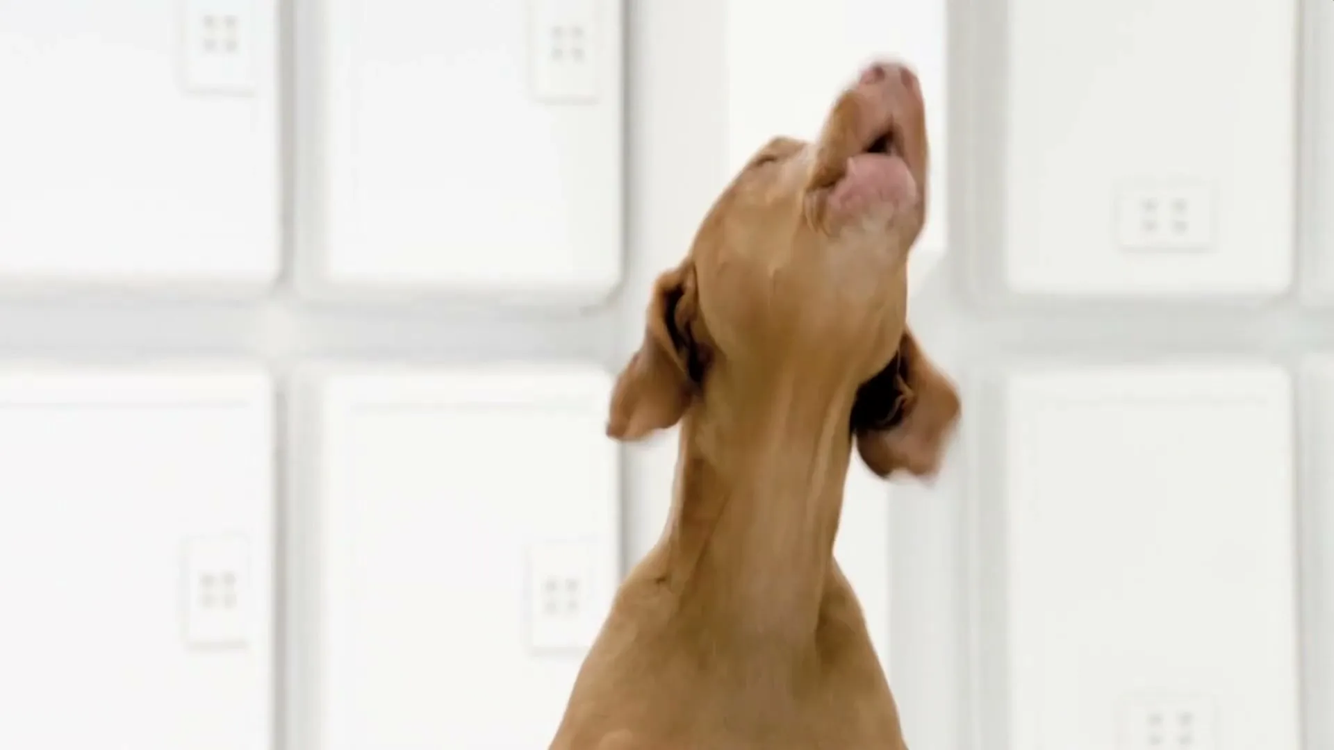 A brown Vizsla dog with green eyes looks up and barks, in a white studio with square panels in the background.