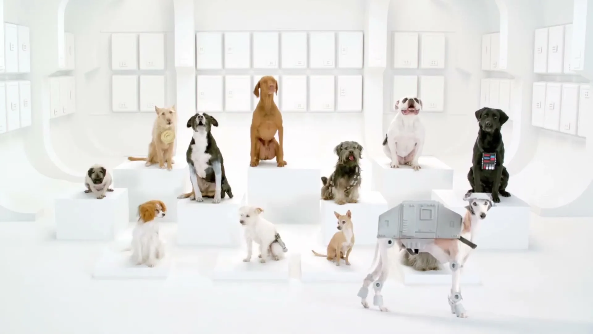 A group of dogs, some dressed in Star Wars costumes, are barking in a white, minimalist studio setting.
