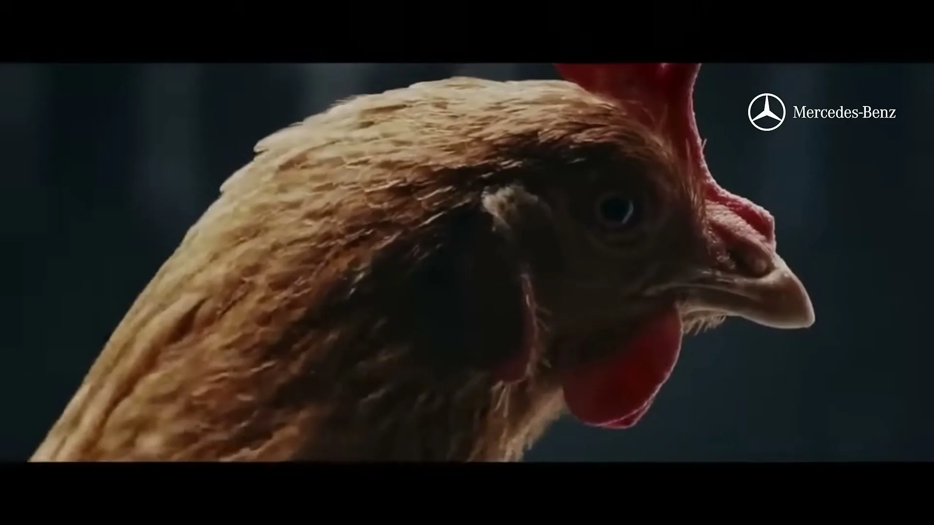 A brown chicken with a red comb and wattle is shown in a medium closeup, its head moving to maintain a steady gaze, against a dark background.