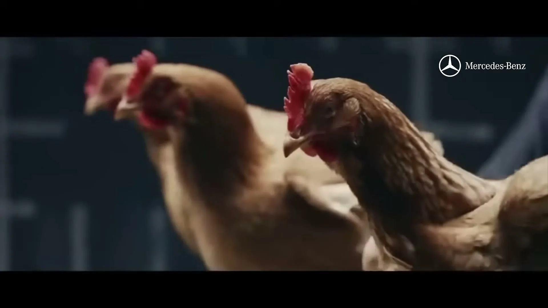 Three brown chickens with red combs are shown in a medium shot, moving their bodies while their heads remain still, in a dark, indeterminate interior.