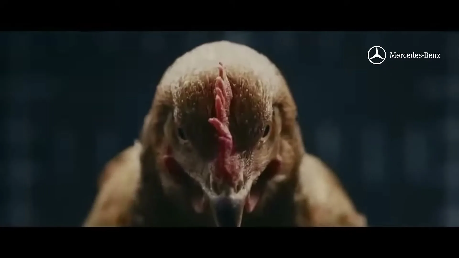 A chicken with a red comb and wattle stares directly into the camera, its head perfectly still while its body moves, in a dark, indeterminate setting.