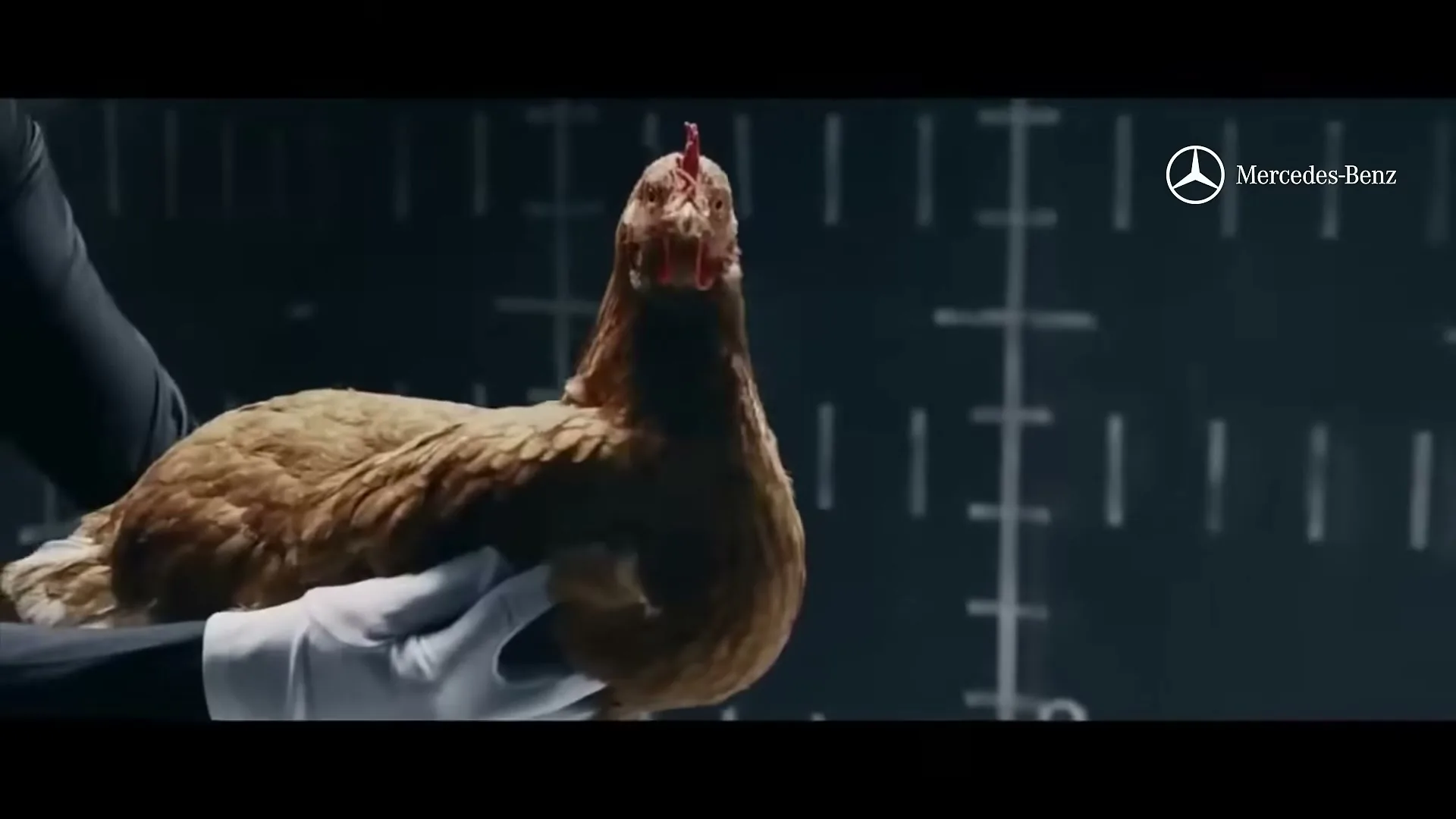 A person in a black sleeve and white glove holds a brown chicken in front of a dark background with white grid lines.