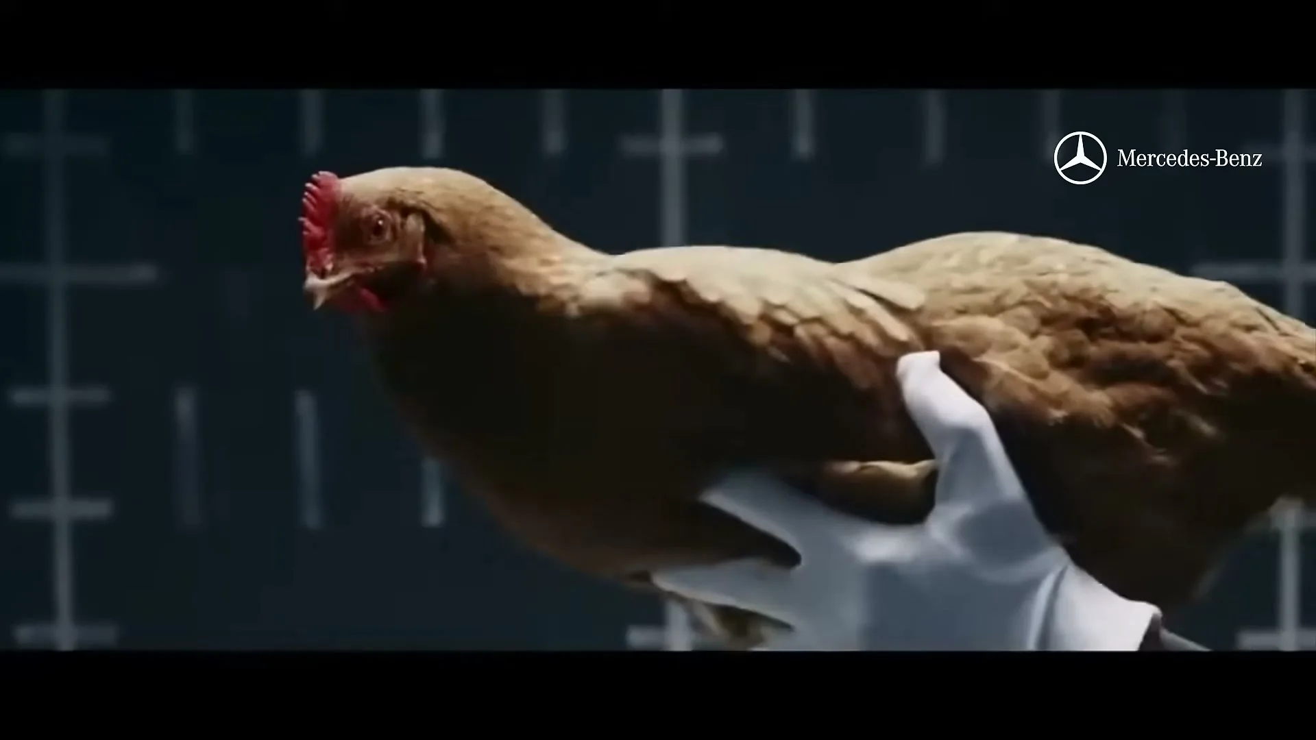 A brown chicken is held by a person in white gloves, its head moving to keep its body stable, in a dark studio with grid lines.