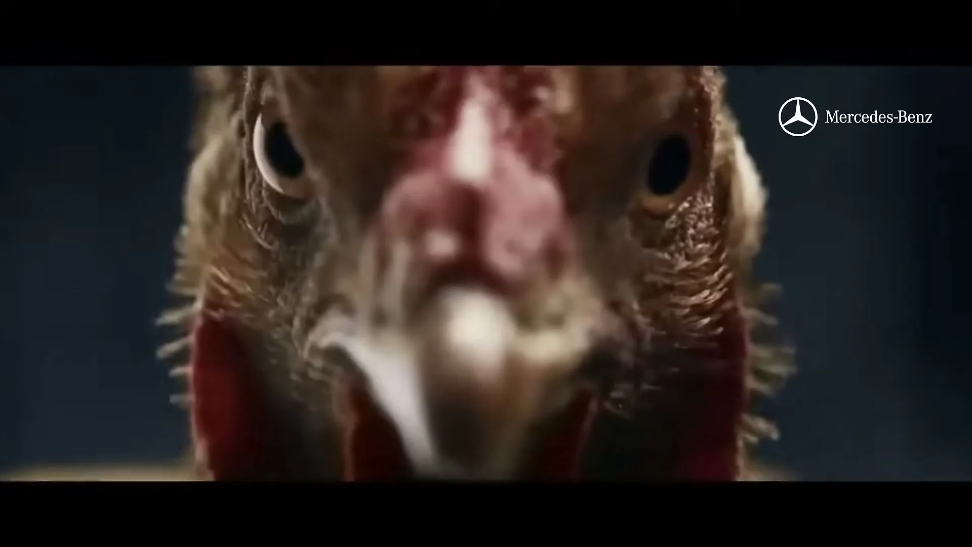 A chicken with a red wattle and comb looks directly at the camera, its head bobbing to the music in a studio void.