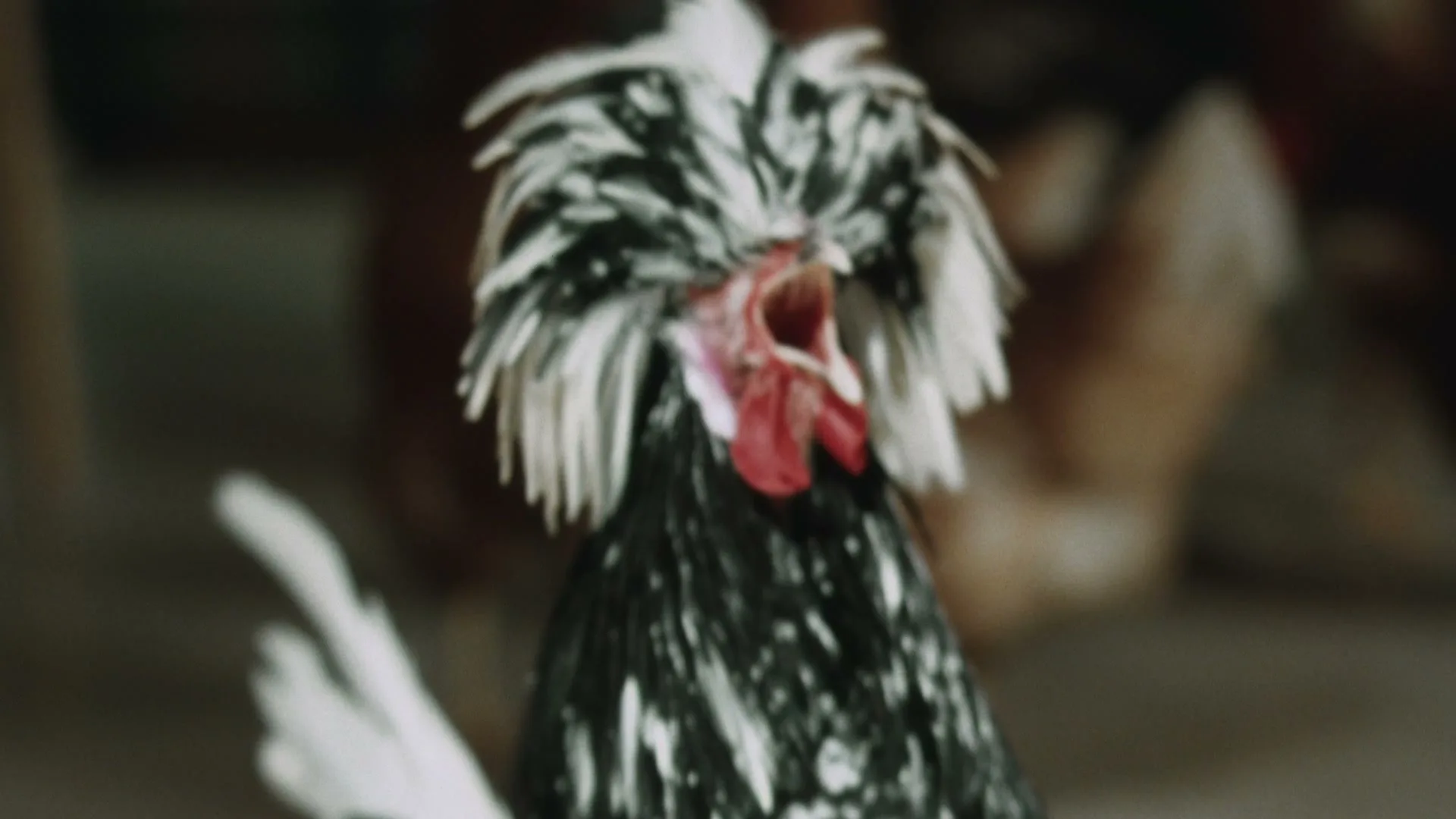 VRBO "VRBO - Rooster" (2024) commercial still