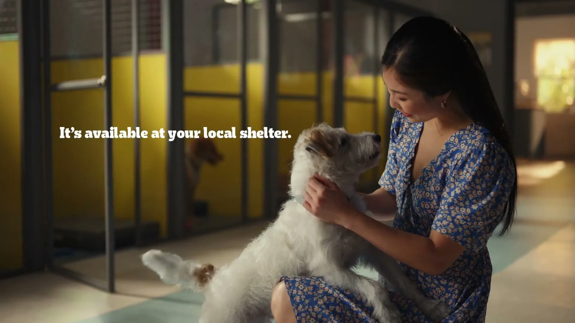 PEDIGREE "PEDIGREE - Rain" (2024) commercial still