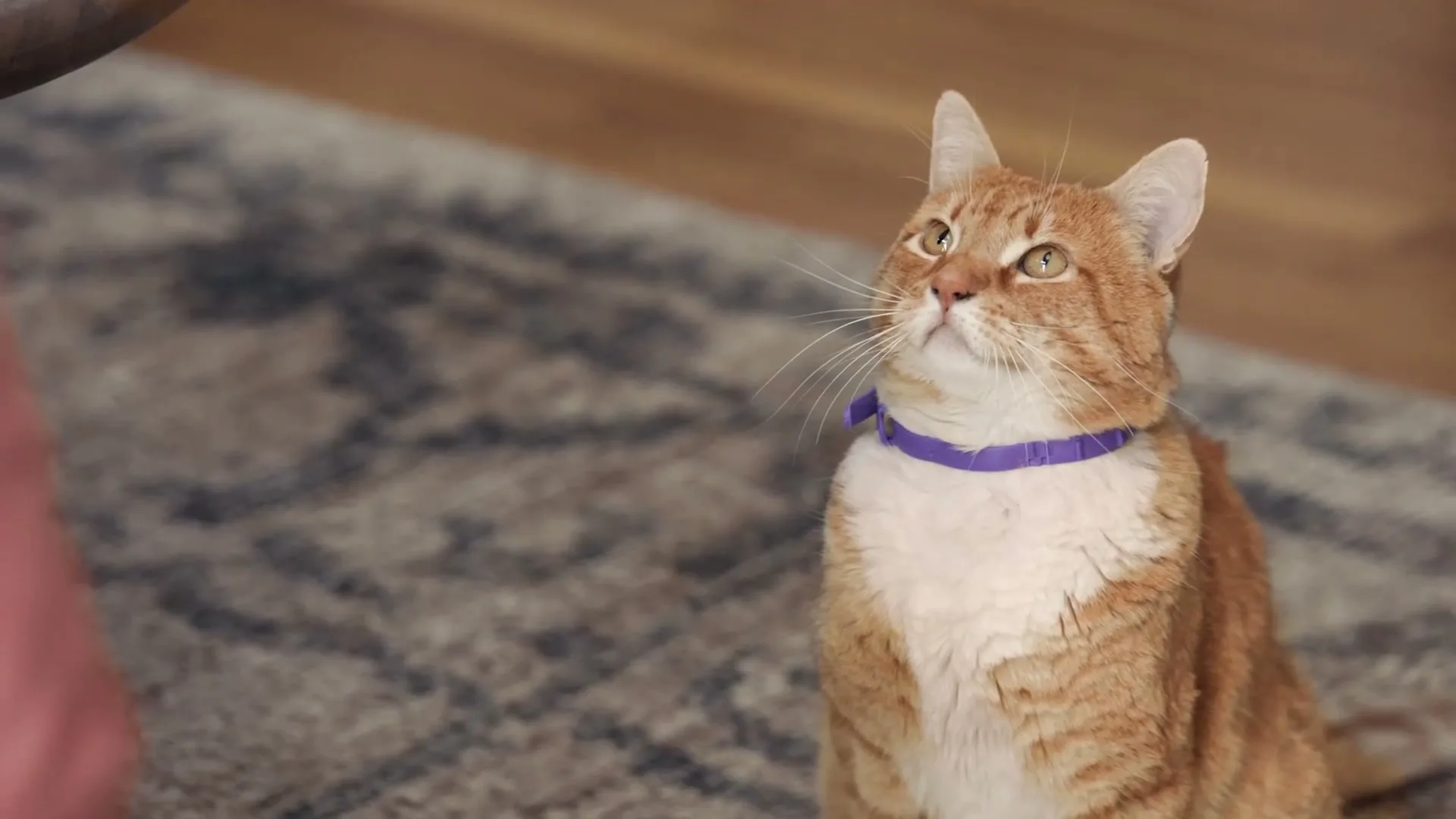 Hartz "The Talk - Cat" (2023) commercial still