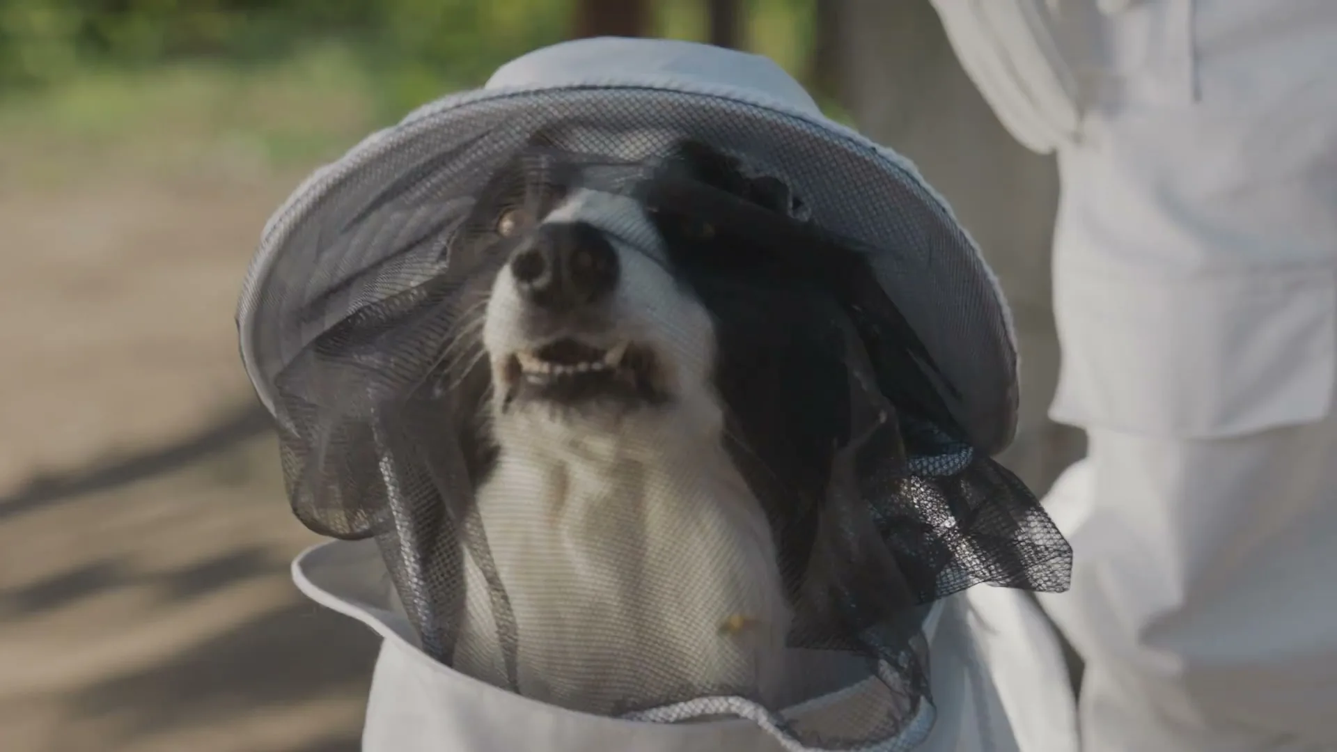Hartz "All Bees No Fleas" (2023) commercial still