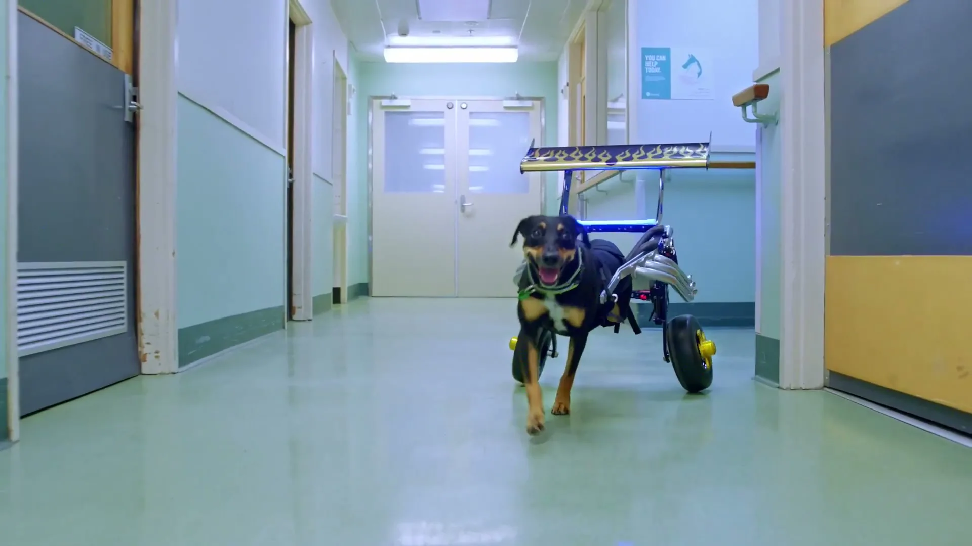 RACV "Pet Insurance" (2023) commercial still
