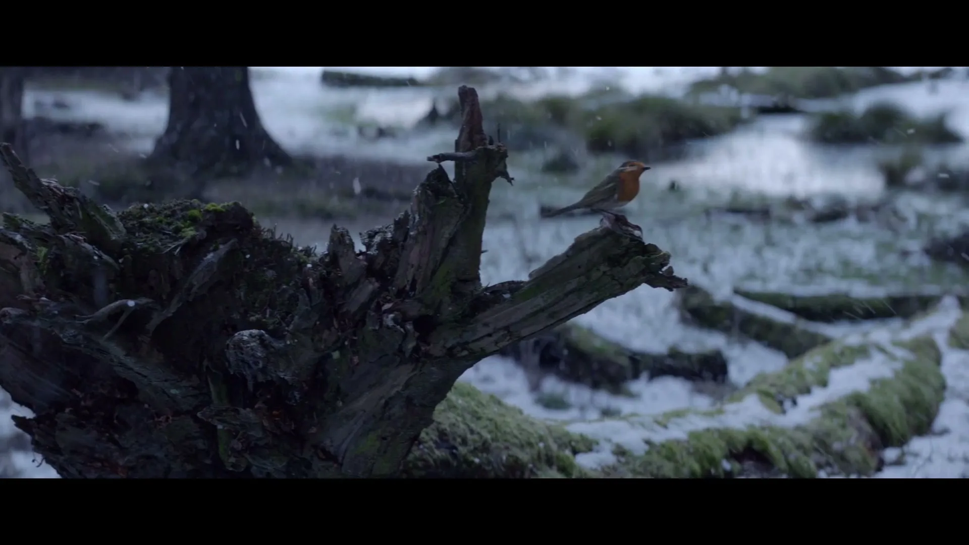 A small robin bird with a red breast lands on a mossy tree stump in a snowy forest, then flies away.