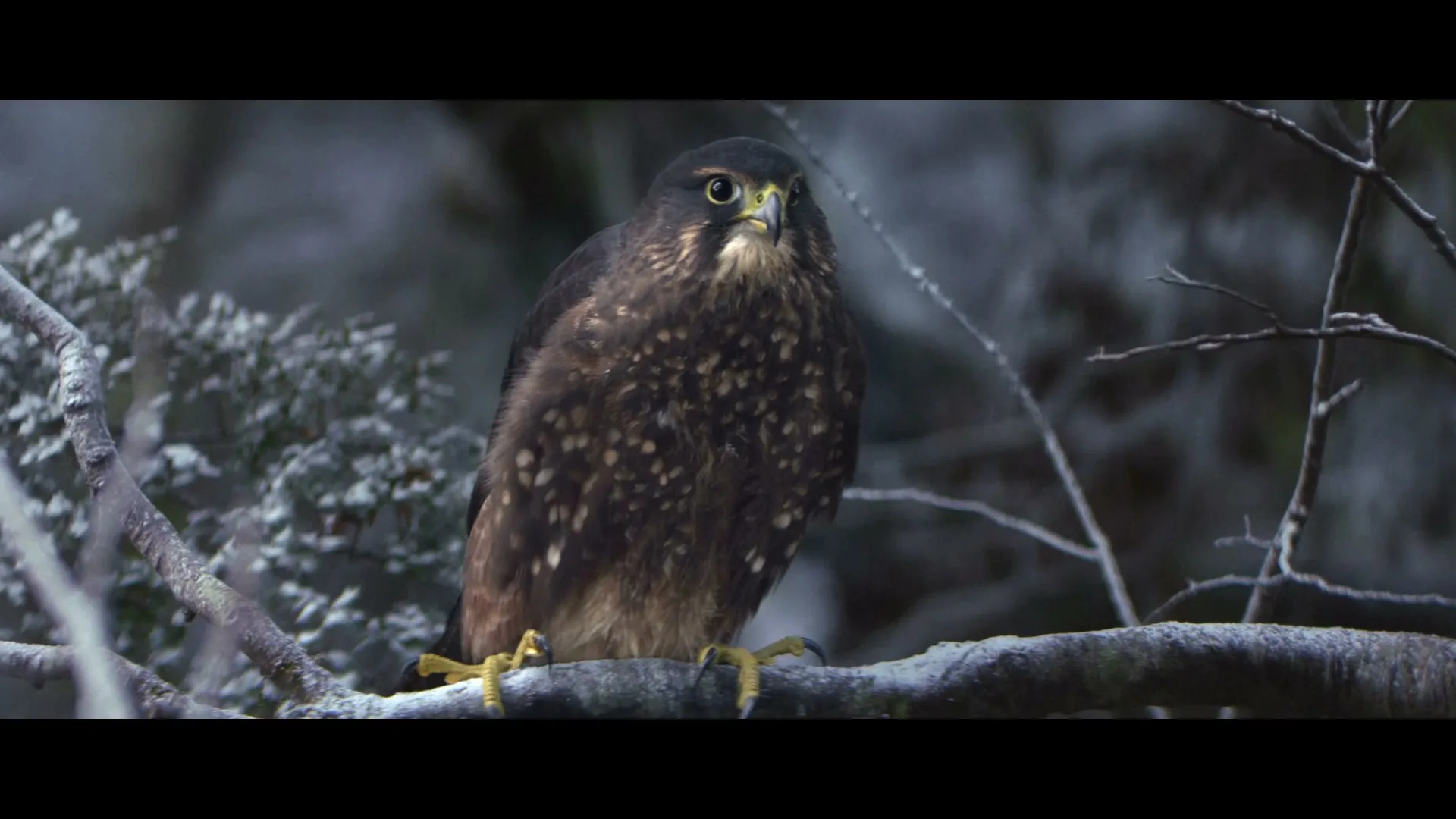 A brown falcon with yellow talons perches on a snow-dusted branch, looking directly at the camera in a winter forest.