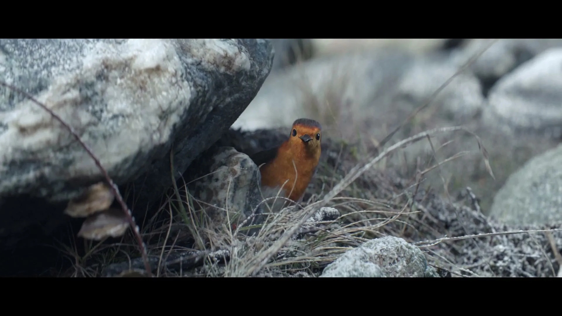 A small robin with an orange chest peeks out from behind a rock on the ground, then disappears.