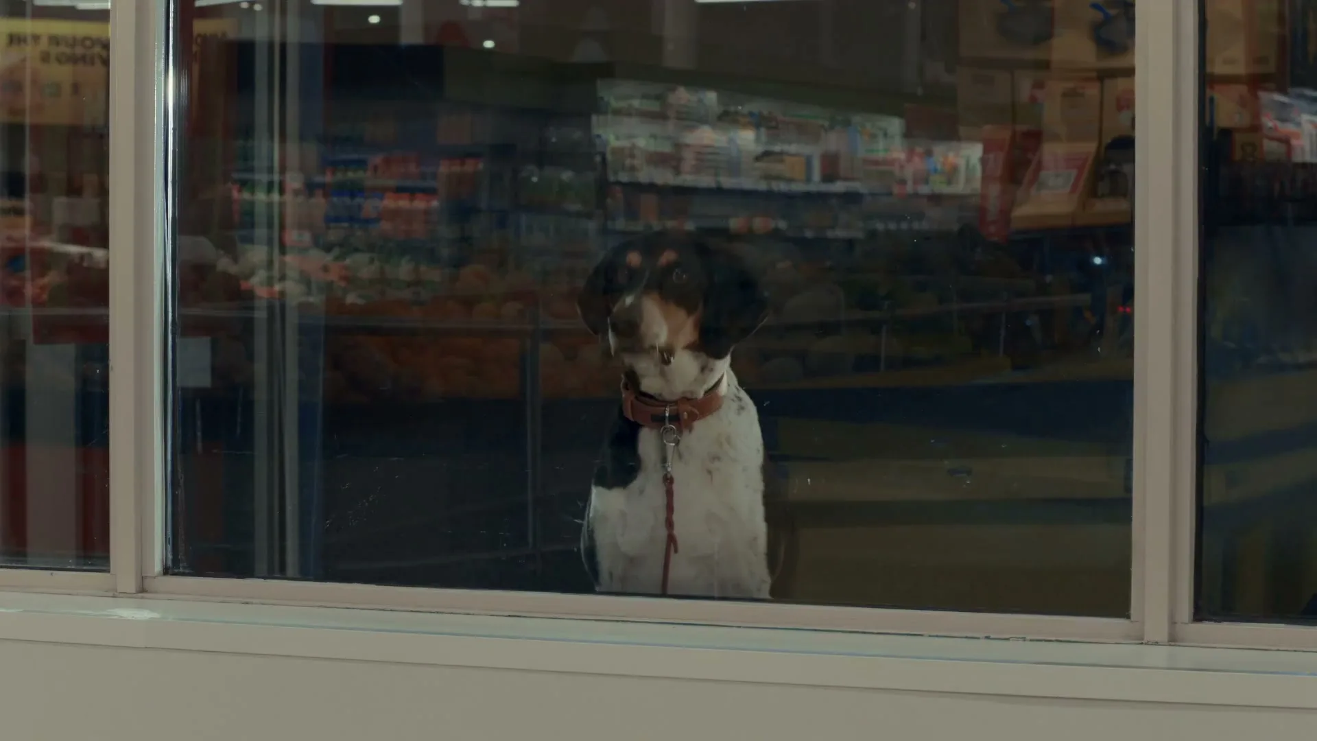 No Frills “Dog” (2026)