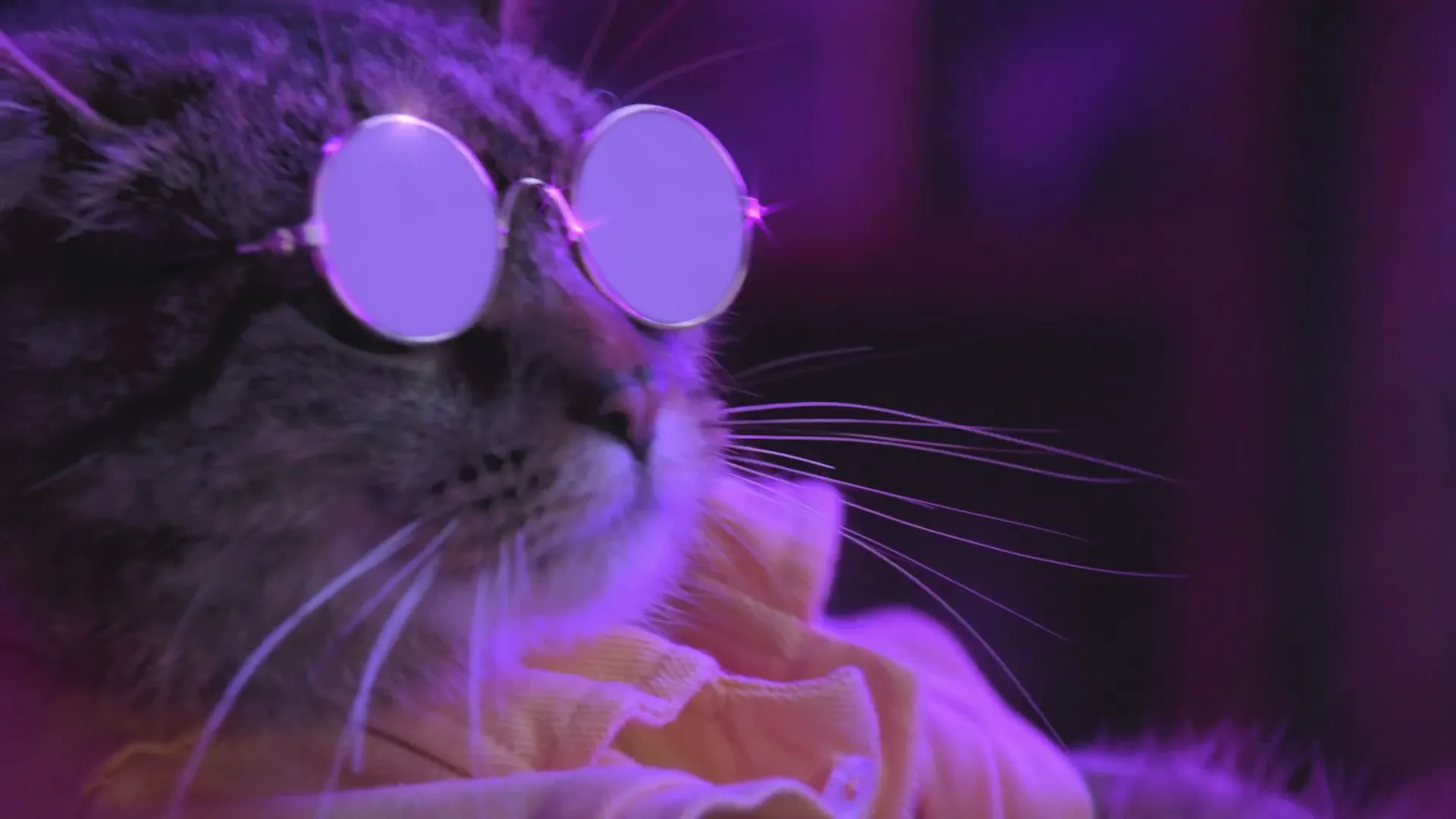 Quantum Fiber “Yay to You” (2025)
