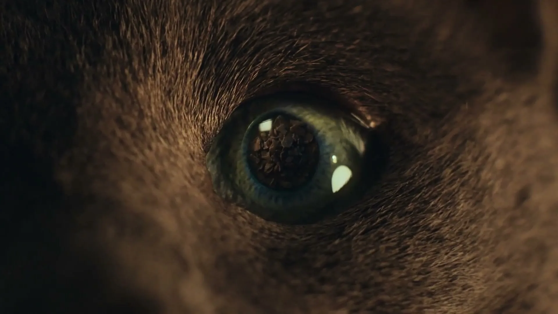 SHEBA "All They Want Robot" (2024) commercial still