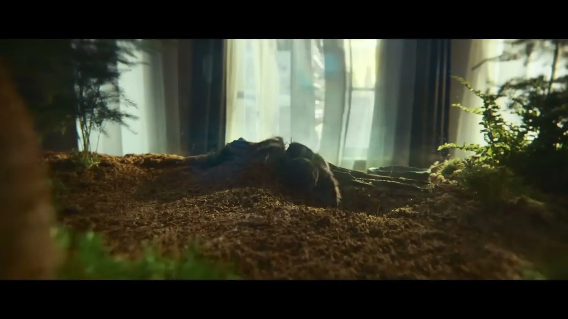 A small, dark spider with fuzzy legs crawls across a miniature landscape of dirt and moss, with a bright window in the background.